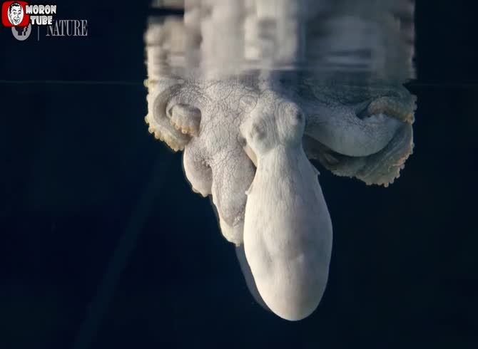 Video :The octopus changes color while it dreams!